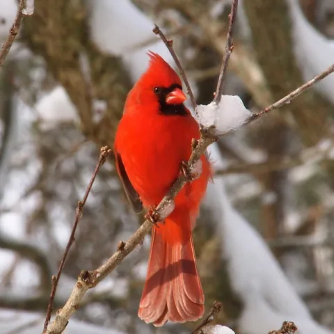 male cardinal in winter 
